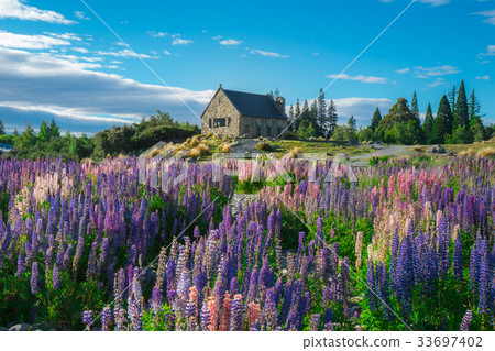 Church of the Good Shepherd and Lupine Field Church of the Good Shepherd and Lupine Field 33697402