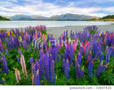 Lake Tekapo Lupin Field in New Zealand 33697416