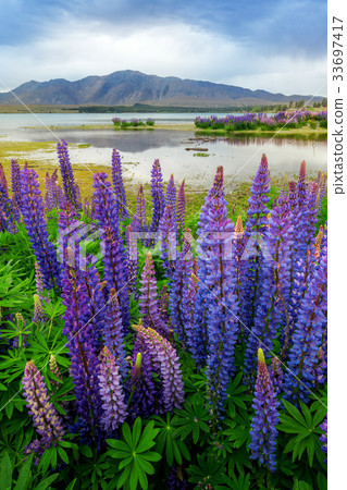 Lake Tekapo Lupin Field Focus Blended 33697417