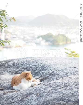Landscape with Onomichi cat Landscape with Onomichi cat 33697917