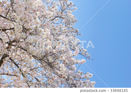 Pink white cherry blossom (sakura) branch Pink white cherry blossom (sakura) branch 33698185