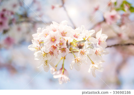 Pink white cherry blossom (sakura) branch Pink white cherry blossom (sakura) branch 33698186