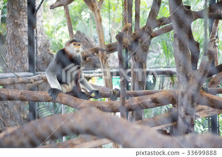 Red-shanked Douc (Pygathrix nemaeus) in the zoo 33699888