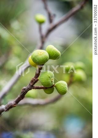 沒有花的小果實 33700082