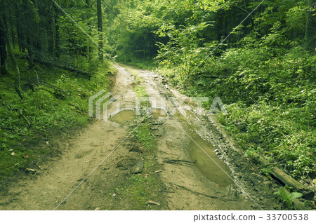 forest road forest road 33700538