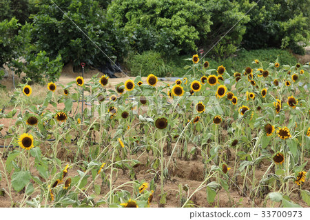 高陽農場,大太太向日葵,福壽鶴生,田七熱 高陽農場,大太太向日葵,福壽鶴生,田七熱 33700973