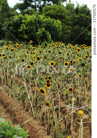 高陽農場,大太太向日葵,福壽鶴生,田七熱 高陽農場,大太太向日葵,福壽鶴生,田七熱 33700979