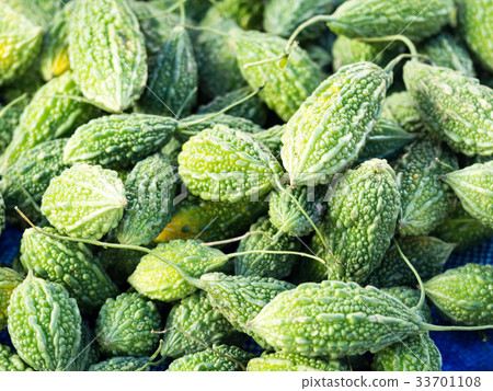 圖庫照片: traditional green bitter gourd bitter melon herb