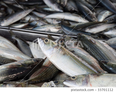 Closeup fresh fish sea food local market Thailand Closeup fresh fish sea food local market Thailand 33701112