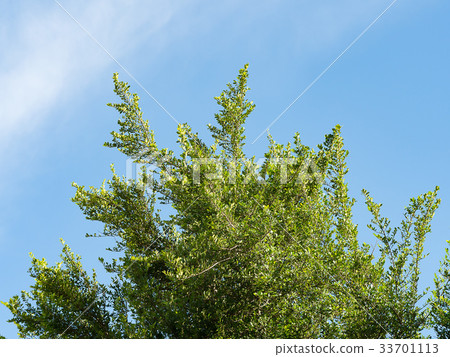 Tree. nature green leave big tree against blue sky 33701113