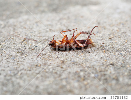 Dead cockroach on cement floor. 33701182