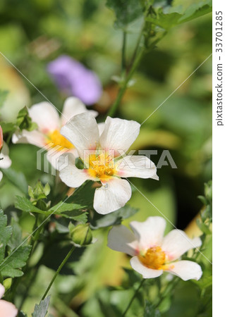 三月胸圍羊肉 三月胸圍羊肉 33701285