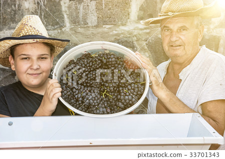 Young boy with grandfather strew bunches of grapes Young boy with grandfather strew bunches of grapes 33701343