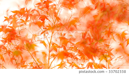 defocused red leaves, perfect autumn background defocused red leaves, perfect autumn background 33702338