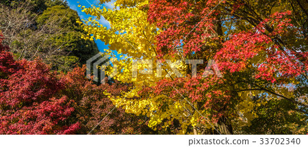 autumn leaves, very shallow focus autumn leaves, very shallow focus 33702340