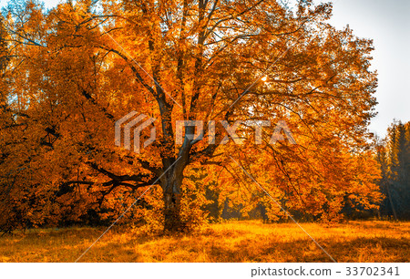 Autunm tree in the park, perfect fall scenery Autunm tree in the park, perfect fall scenery 33702341