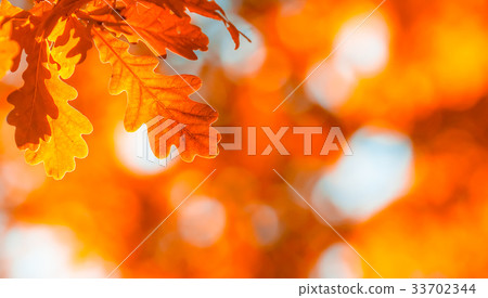 autumn leaves, very shallow focus autumn leaves, very shallow focus 33702344