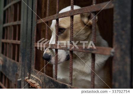 Dog in the animal shelter 33702754