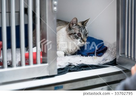 Cat in cage of ICU in veterinarian animal clinic Cat in cage of ICU in veterinarian animal clinic 33702795
