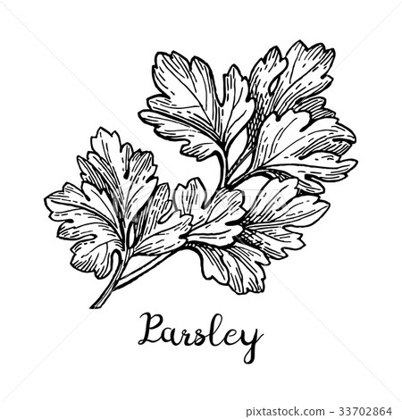 蔬菜/食材 葉子/葉菜類 香菜 插圖 parsley ink sketch 首頁 插圖