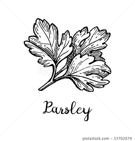Parsley ink sketch 33702879