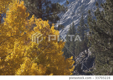 A Birch Tree of Autumn Gold 33703228