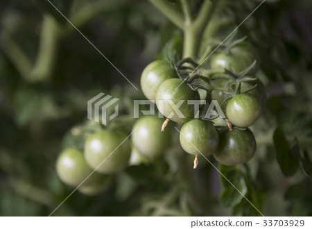 Bunch of unripe tomatoes on a branch Bunch of unripe tomatoes on a branch 33703929
