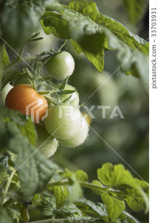 Maturation of tomatoes on branches with drops of 33703931