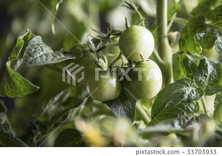 Growing the tomatoes. Group of unripe tomatoes Growing the tomatoes. Group of unripe tomatoes 33703933