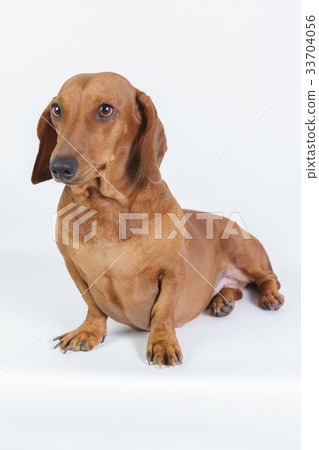Funny dachshund 33704056