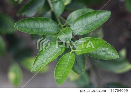檸檬樹樹葉 33704099