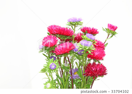 阿斯特的花束 33704102