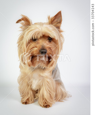 Yorkshire terrier 33704143