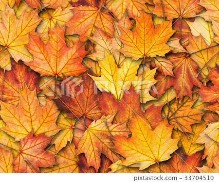 Seamless texture with maple leaves Seamless texture with maple leaves 33704510