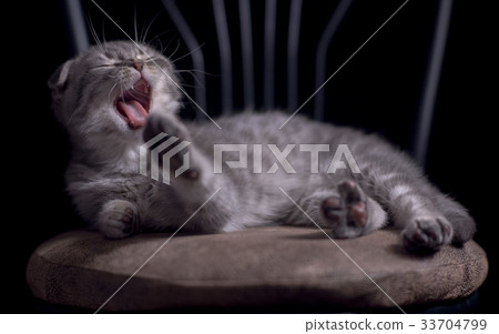 Yawning laughing kitten scottish fold Yawning laughing kitten scottish fold 33704799