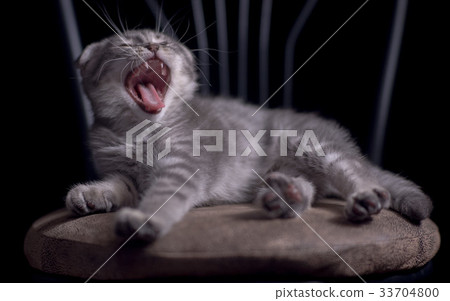 Yawning laughing kitten scottish fold Yawning laughing kitten scottish fold 33704800