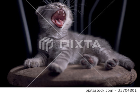 Yawning laughing kitten scottish fold Yawning laughing kitten scottish fold 33704801