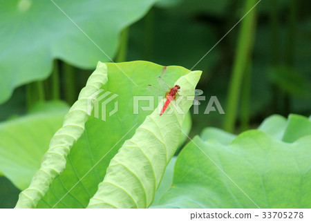 Red dragonfly 33705278