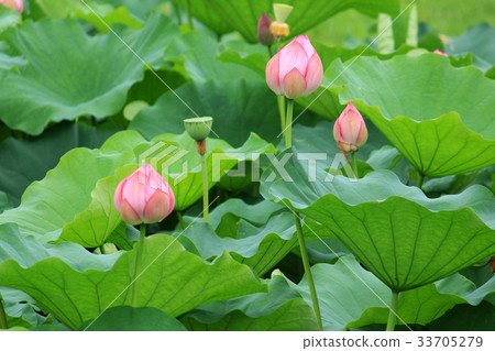 Lotus pond Lotus pond 33705279