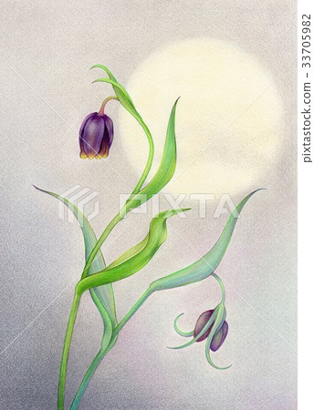 Fritillaria and the moon 33705982