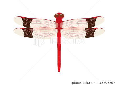 Dragonfly  33706707