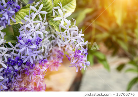 Sandpaper Vine or  Purple Wreath 33706776