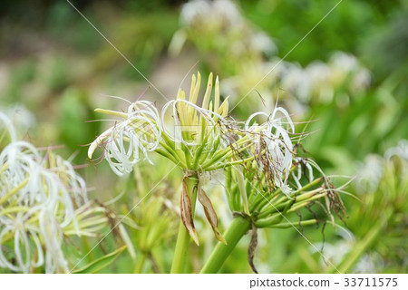 Hamayu Hamaomoto Hamayu Hamaomoto 33711575