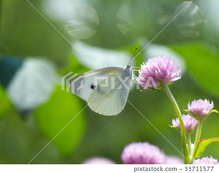 Monsieur root that sucks nectar Monsieur root that sucks nectar 33711577