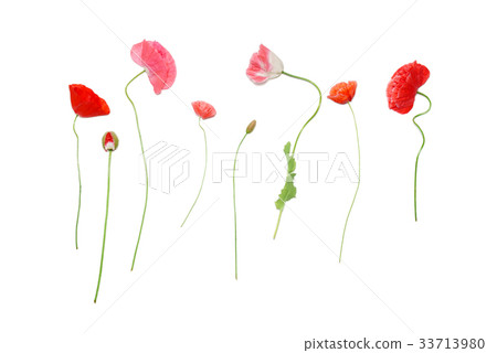 poppy flowers poppy flowers 33713980