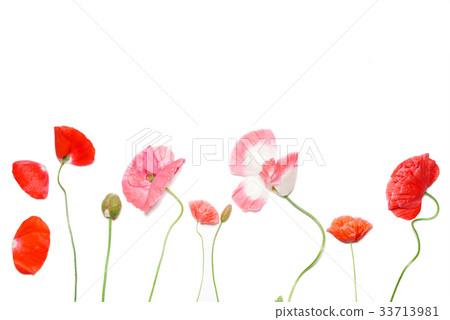 poppy flowers poppy flowers 33713981