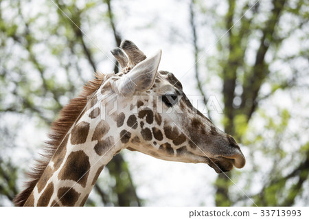 Giraffe Giraffe 33713993