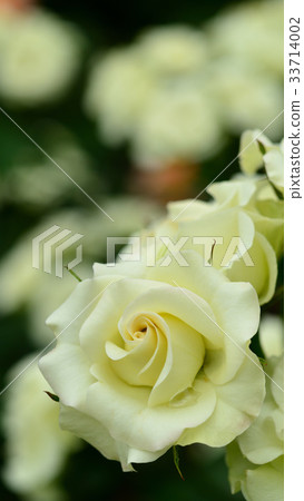 rose rose 33714002