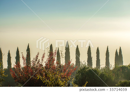 fields in the valley at sunset, Tuscany fields in the valley at sunset, Tuscany 33714039