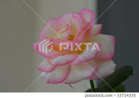 玫瑰花朵（摩納哥公主） 33714378